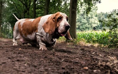 Exposure to certain fertilizers can be extremely harmful to dogs.