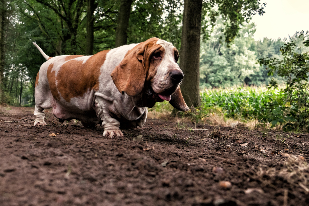 Your Dog Ate Fertilizer: What Should You Do?