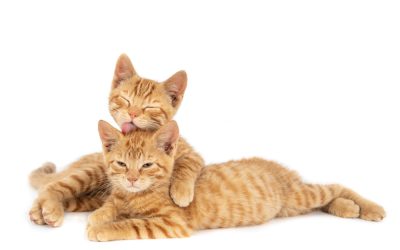 Age, activity level, and stress can affect a cat's heartrate.