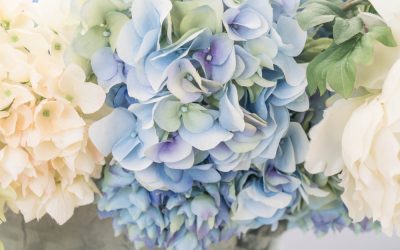 Hydrangeas can be toxic to your dog if ingested.