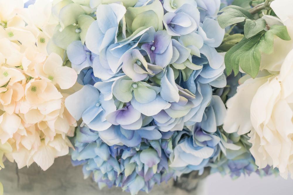 Are Hydrangeas Poisonous to Dogs [Signs & Treatment]