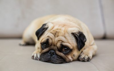Benadryl, often used in humans to aid in motion sickness and allergies can be given to dogs, but it's important to understand the correct dosages.