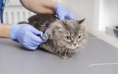 Purebred cats like Maine Coons and Ragdolls are more prone to heart disease.