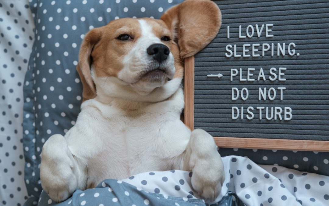 Why Does Your Dog Sleep Under the Covers?