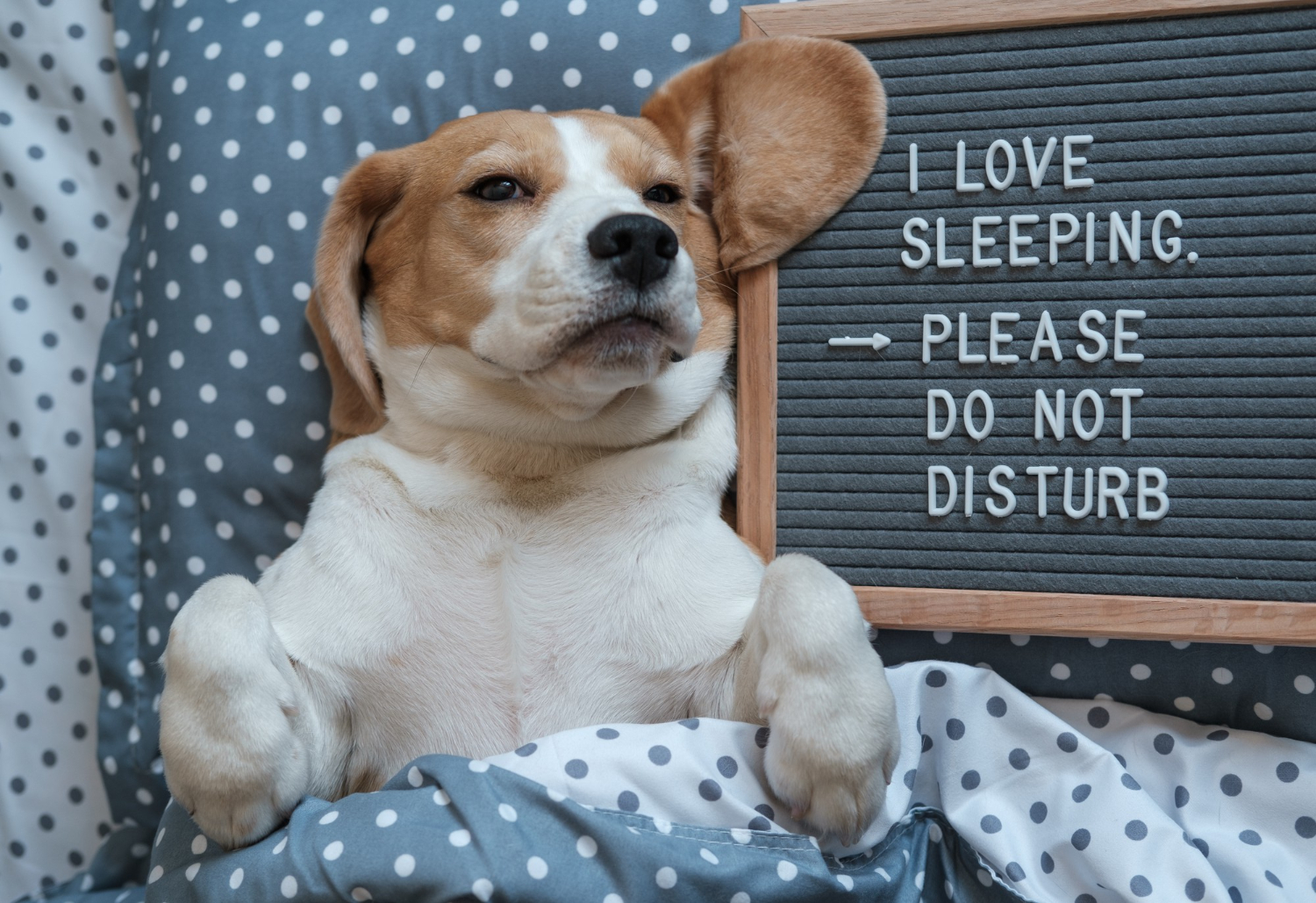Beagle dog funny sleeping on a pillow paws up Sleeping under the covers can help your dog feel safe and secure