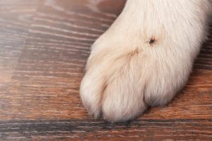Ticks are most commonly found in wooded areas, tall grass, and local parks.