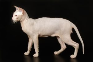 Signs that your cat's tail may be injured includes swelling, pain or sensitivity, and limpness.