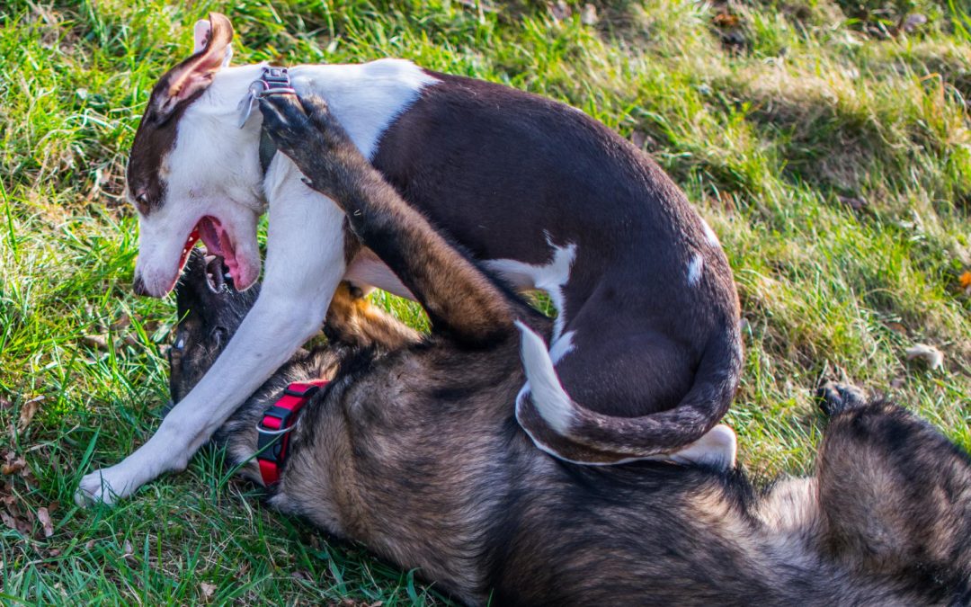 How Long Does It Take For a Dog Bite to Heal On A Dog