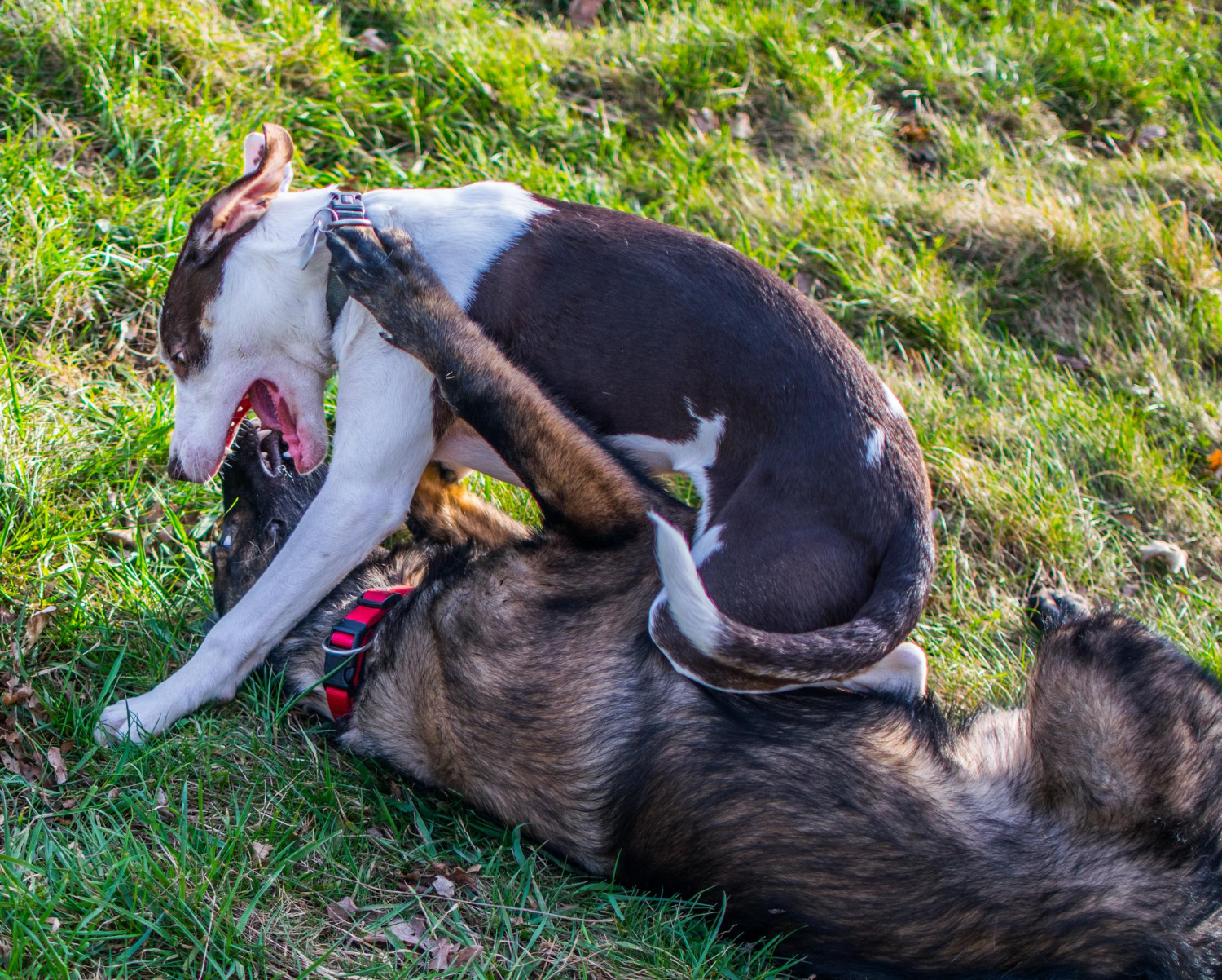 Dogs playing on grassy field Visit your veterinarian if your dog gets a bite from another dog and there is a deep bleeding wound or it looks infected.