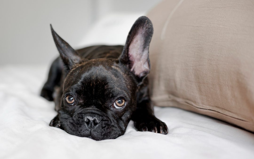 Why Dogs Sigh: Calm, Frustrated, or Something Else? 