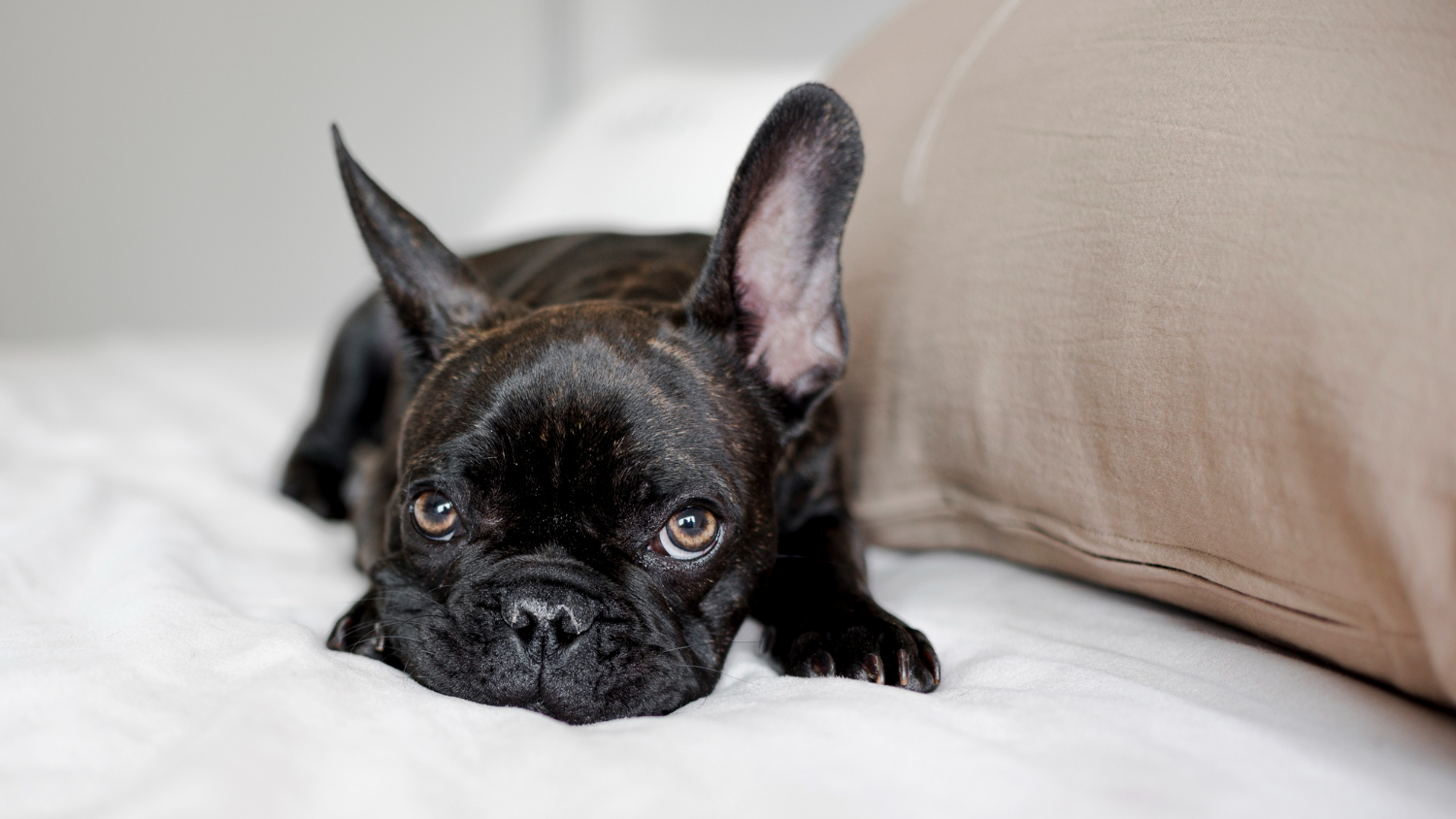 Portrait of little doggie looking at camera Dogs sigh for many reasons, from contentment to boredom or sometimes because they are in pain