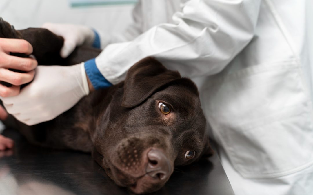 Dog Shoulder Injury: Signs, Causes & Treatment Options