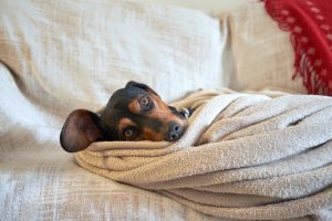 Changes to sleep behaviors in your dog can sometimes be linked to stress and anxiety.