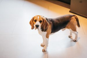Your dog's tail may be sprained or fractured if it droops or hangs limply.