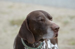 Injuries from jumping or age-related conditions can cause should pain in dogs.