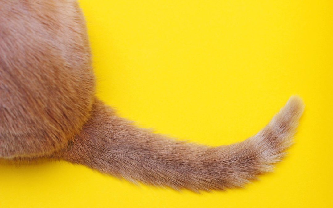 Broken Cat Tail Signs & What to Do Next