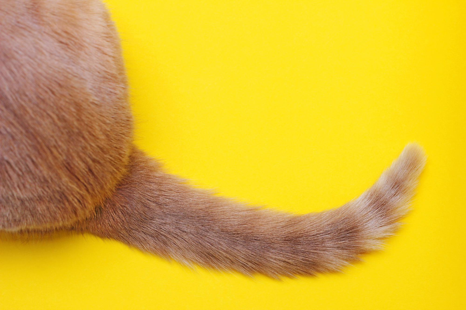 The tip of a red cat’s tail on a yellow background. Part of a red cat, rear view A cat's tail is important for balance and communication, but is also susceptible to injury.