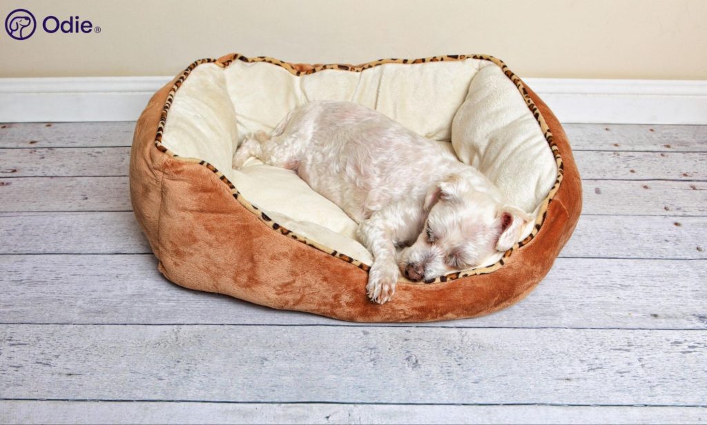 Small white dog sleeping soundly in a cozy brown pet bed.