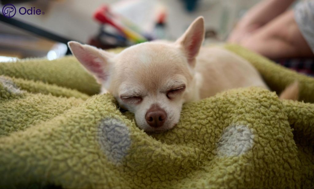 Sleeping short-haired Chihuahua resting comfortably on a soft blanket.