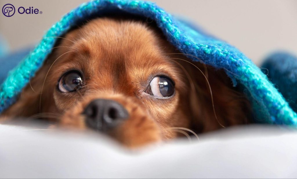 brown puppy hiding under a bright blue blanket for comfort