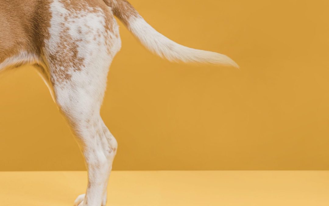 Dog Tail Injuries: Causes, Types & Signs