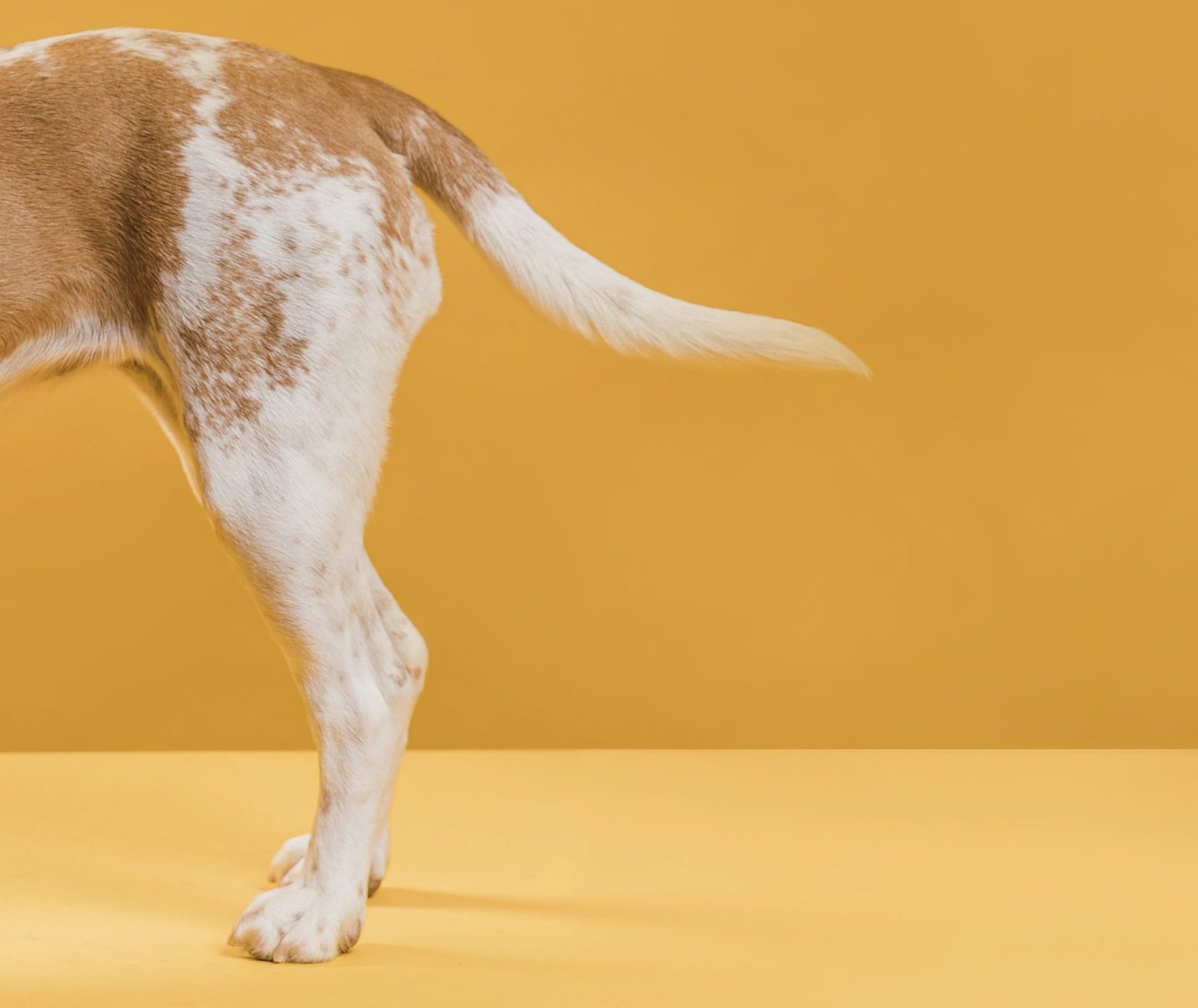 lateral-view-dog-tale A dog's tail is an extension of their tail and helps them move, balance, and communicate.