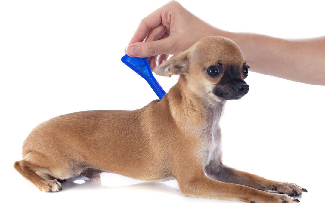 How to Keep Ticks Off Dogs