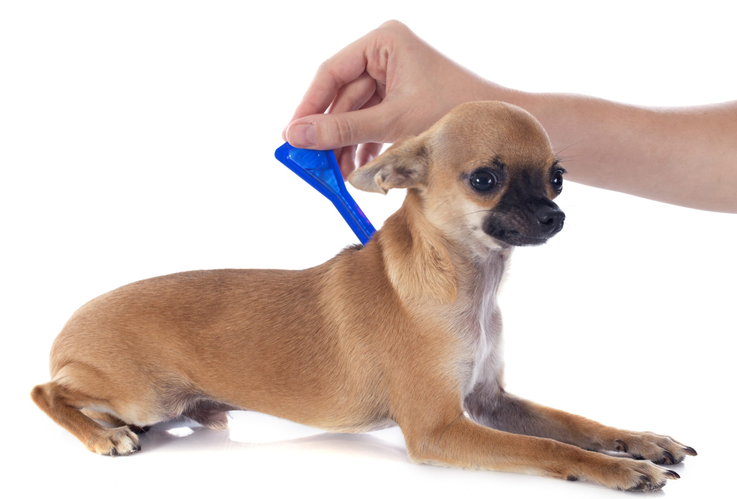 tick and flea prevention Help keep ticks off dogs by using vet-approved tick preventatives.