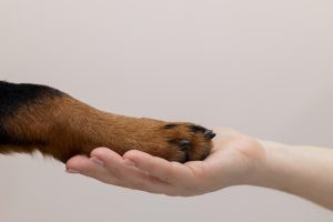 Signs of swollen dog paw are constant licking, limping, or chewing.