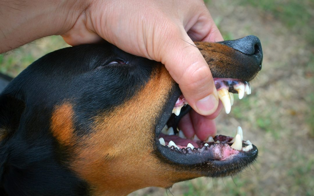 Prevent Rotten Teeth and Pain in Dogs