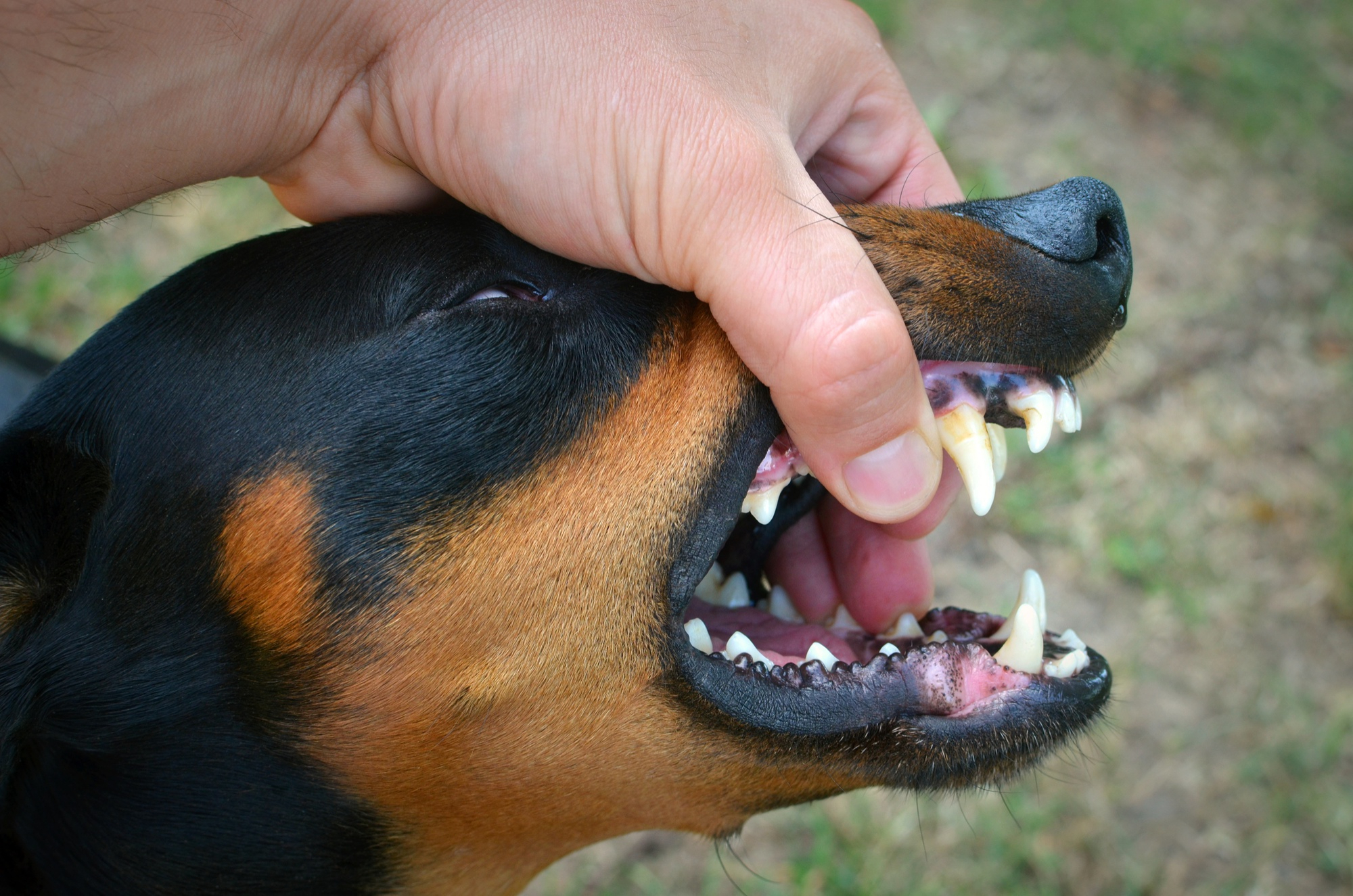 Vicious dog showing teeth and biting hand Poor oral hygiene, diet, age and breed can all contribute to tooth decay in dogs.