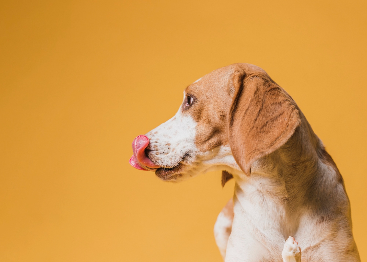 Pineapple is a delicious summer snack, full of vitamins and nutrients that are good for both humans and dogs.