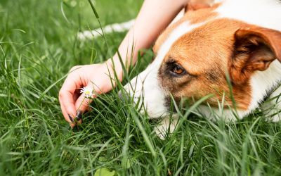 Dog parks, hiking trails, wooded areas, parks, bushes, and backyards can all be homes to fleas and ticks, especially in the warmer months.