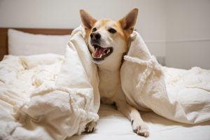 Canine flu can spread quickly amongst dogs when in communal spaces.