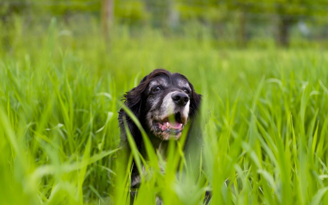 Spider Bites On Dogs: How to Treat Them?