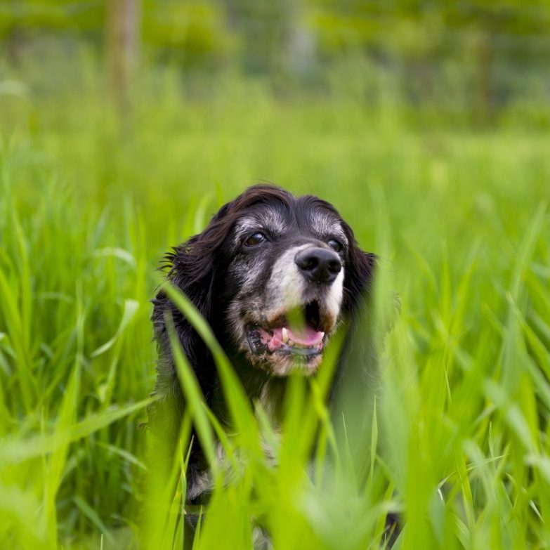 How Do You Treat a Spider Bite on a Dog: Quick & Effective Tips