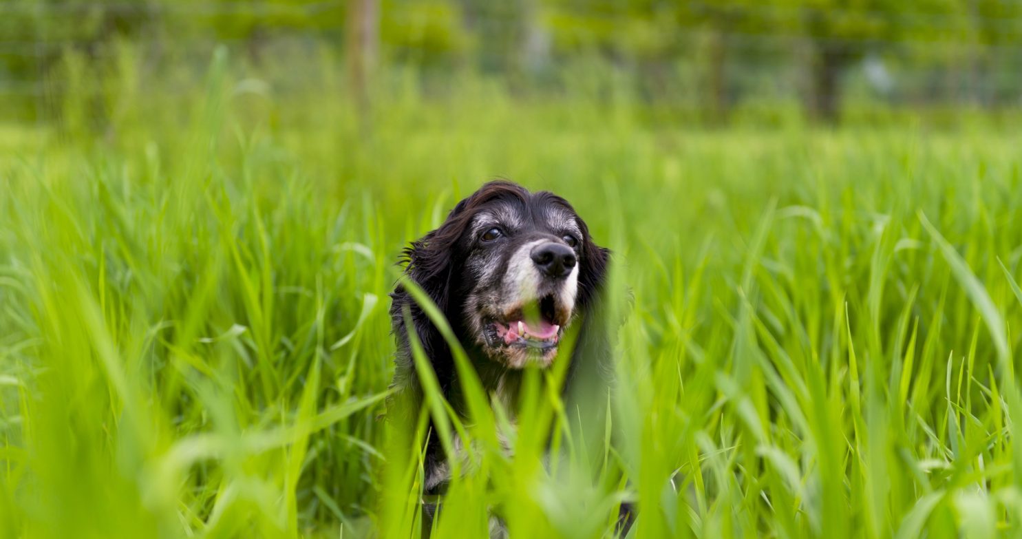 Dog surrounded by the green grass of the park Common signs of a spider bite on a dog include swelling, licking and red bumps.