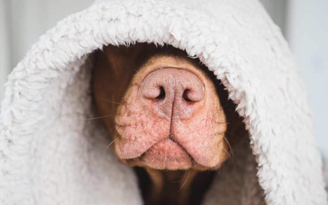Dog Acne & How to Get Rid of It