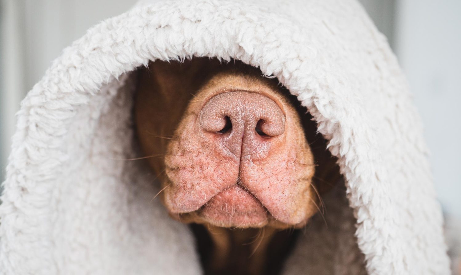 Lovable, pretty puppy of brown color. Day light Signs of dog acne include red or white pimples on the face, swelling in those areas, and constant rubbing.