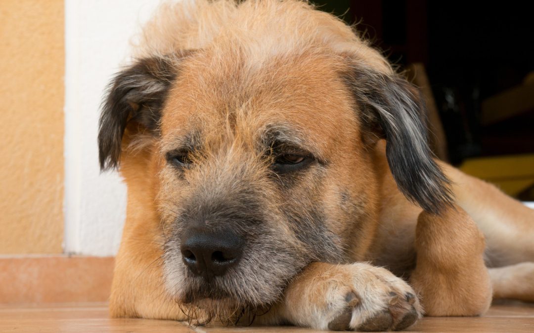 Senior Dog Coughing and Gagging: What Should I Do?