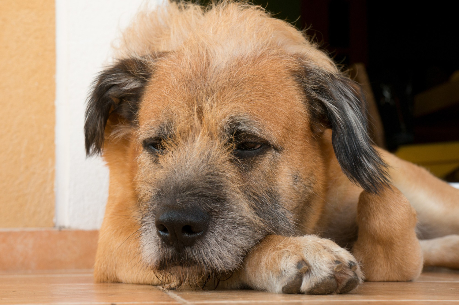 Closeup shot of a brown dog lying on the ground Bronchitis, collapsed trachea or heart disease may be the cause of an older dog's cough.