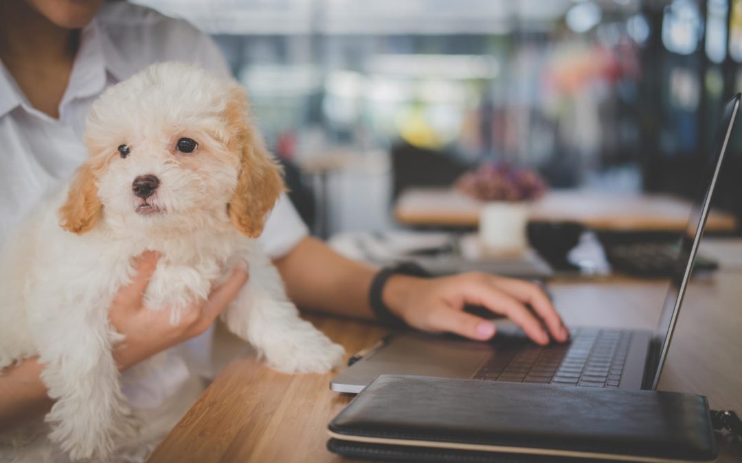 Pets in the Workplace: The Psychological Benefits