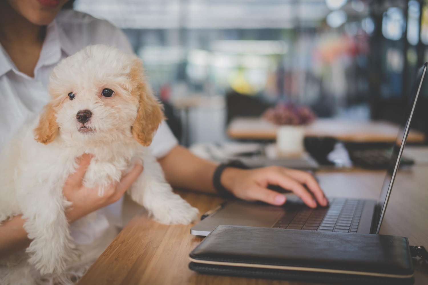Midsection of woman with dog using laptop at table in cafe Studies have shown that pet ownership leads to productivity in the worksplace.