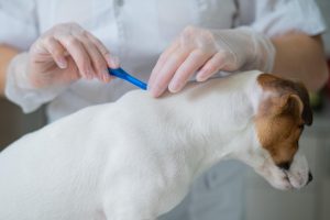 Monthly flea and tick medications typically come in a chewable forms or topical gels that are applied between the shoulder blades.