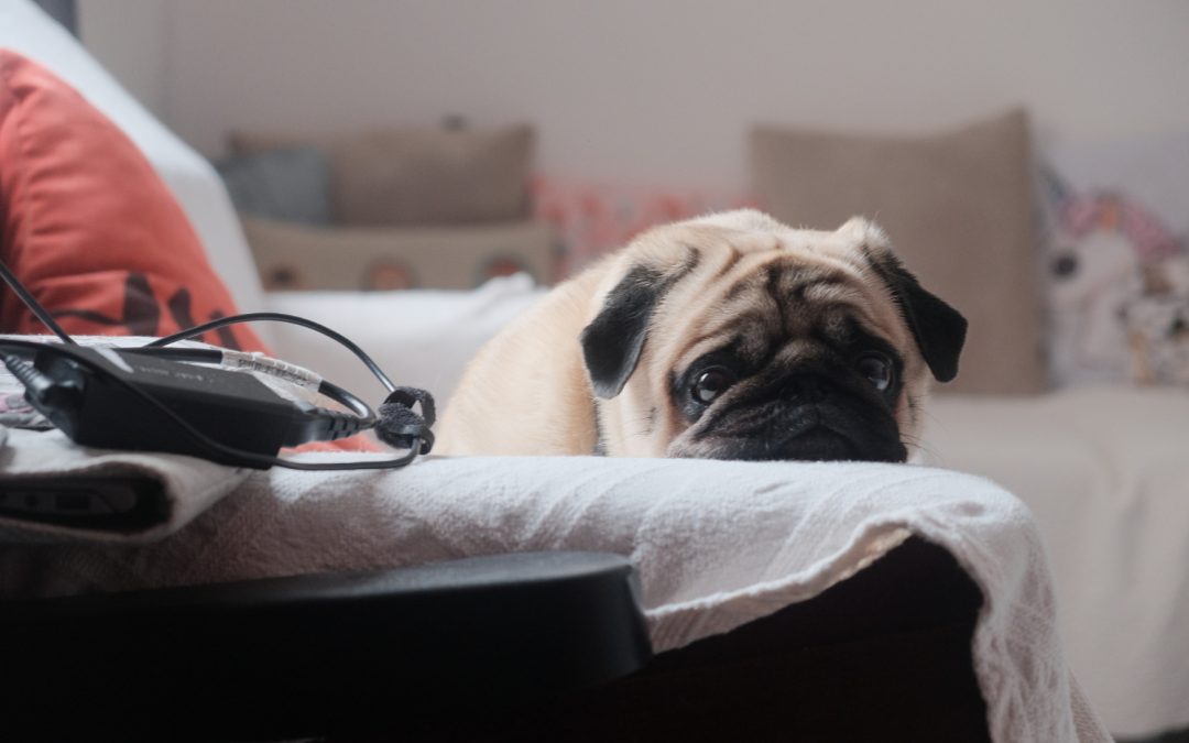 What Can I Give My Dog For An Upset Stomach?