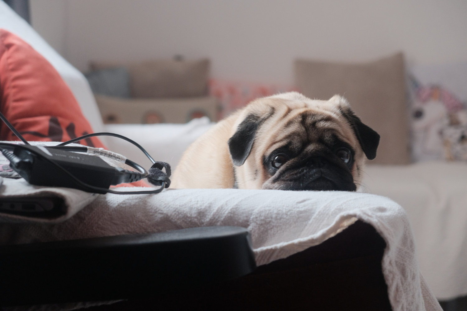 Cute little Pug resting its head on a white towel on the sofa Common causes of upset stomachs in dogs include allergies and infections