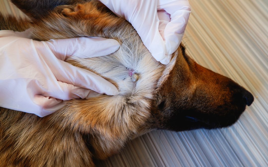 Tick-Borne Disease in Dogs: Causes & Treatment