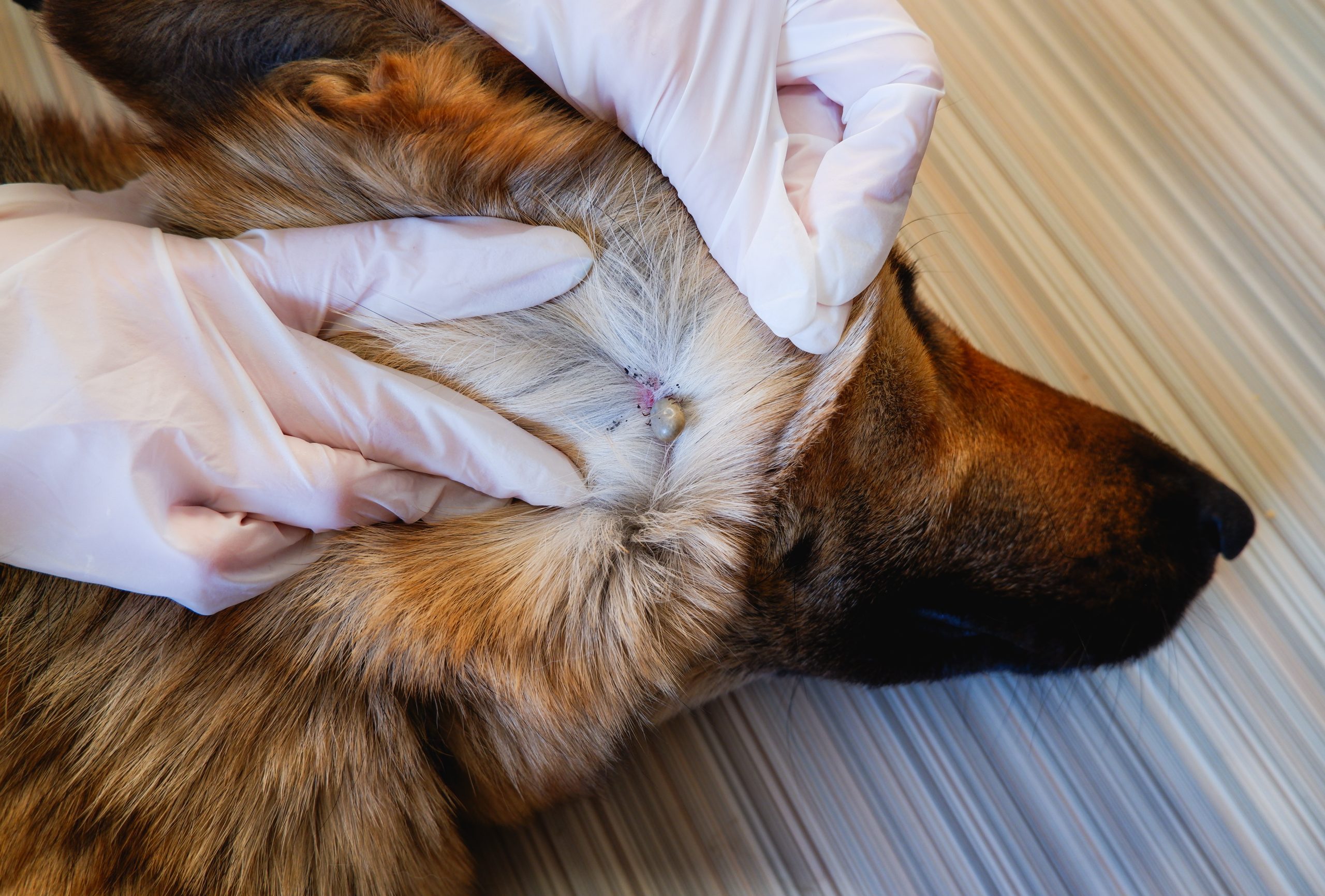 Acarus. Parasite. Mite. German shepherd dog was bitten by a tick. At the vet’s appointment. We remove the large tick from the dog. Ticks can carry diseases such as lyme and anaplasmosis, and can infect dogs if bitten.