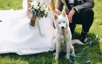 As dogs are considered part of the family, more and more couples are finding ways to include them in their wedding celebrations.