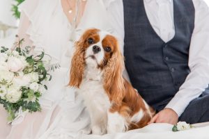When booking a wedding venue, make sure to double check the pet policy.